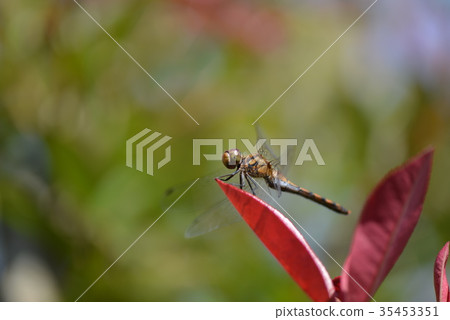 Natsukane和紅葉 35453351