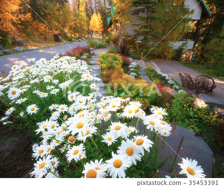 Emerald Lake Lodge Bloom 35453391