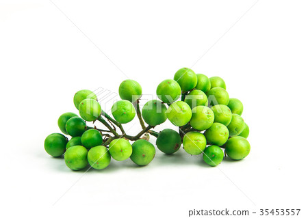 Solanum torvum ,Turkey berry   on white background 35453557