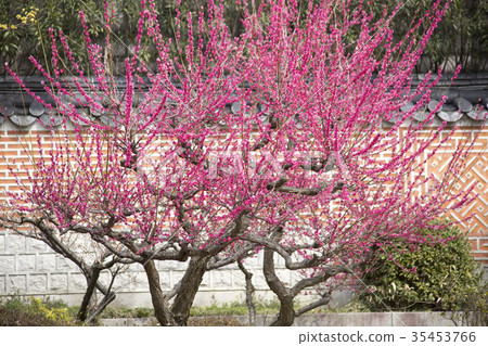 Kobai Kobai 35453766