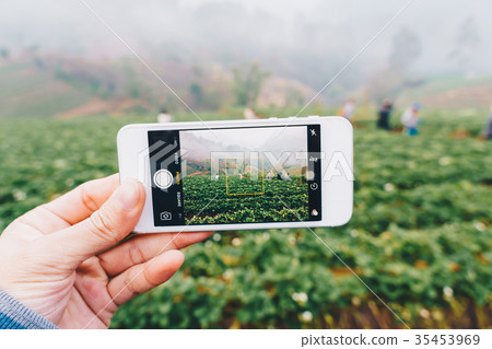 Smartphone in hand for take photo of strawberry Smartphone in hand for take photo of strawberry 35453969