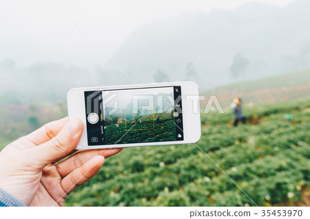 Smartphone hand take photo strawberry plantation Smartphone hand take photo strawberry plantation 35453970