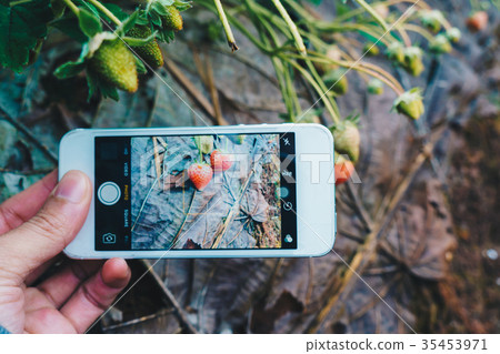 Smartphone in hand for take photo of strawberry 35453971