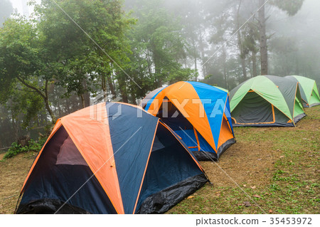 Camping in pine forest with fog in morning Camping in pine forest with fog in morning 35453972