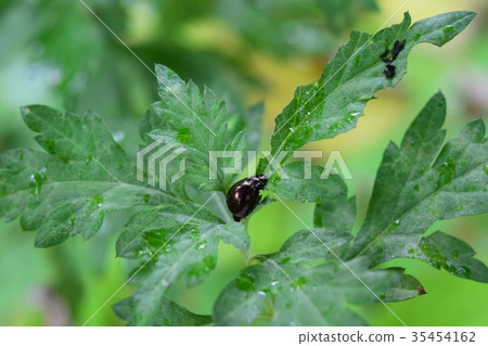 Heartworm Hamshi蛋舉行 Heartworm Hamshi蛋舉行 35454162