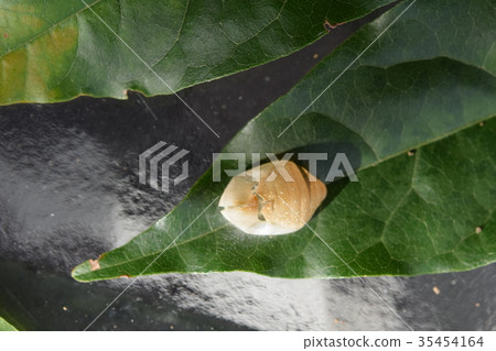 Uraginshijimi貝殼殼 35454164