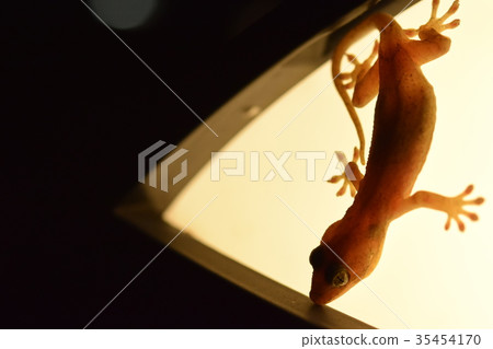 Gecko on a streetlight Gecko on a streetlight 35454170