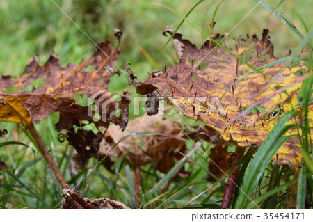 Dead leaves of Marubada Kibuki Dead leaves of Marubada Kibuki 35454171