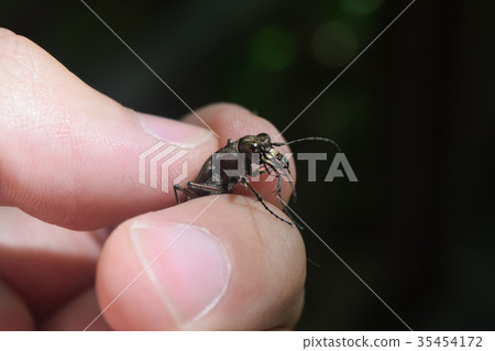 Niwa Han Myou hand holding 35454172