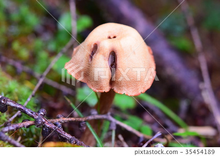 紅蠟蘑?蘑菇的朋友 紅蠟蘑?蘑菇的朋友 35454189