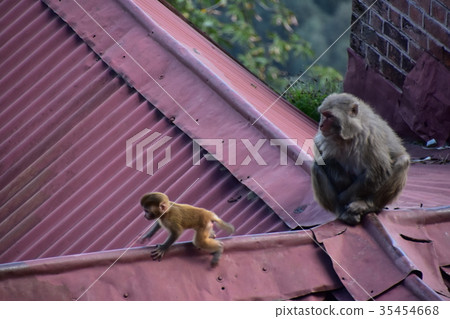 Superb view of India A family of wild monkeys relaxing on the roof of the beautiful city of Shimla and the mountains of the Himalayas Superb view of India A family of wild monkeys relaxing on the roof of the beautiful city of Shimla and the mountains of the Himalayas 35454668