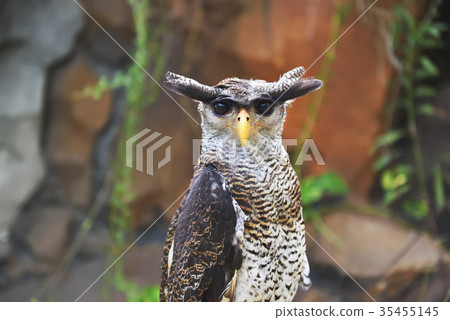The eagle owl (Bubo Sumatranus) The eagle owl (Bubo Sumatranus) 35455145