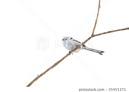Shimaenaga Longtailedtit Watercolor 35455371