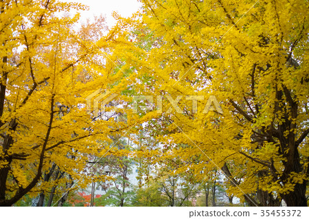 Ginkgo Tree Ginkgo Tree 35455372