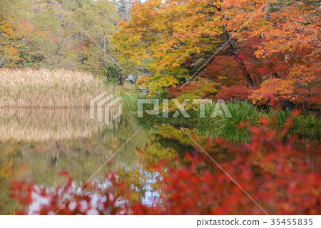 Autumn leaves reflected in the lake surface Autumn leaves reflected in the lake surface 35455835