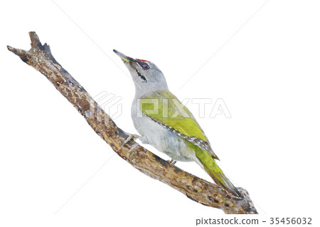 Great spotted Gray headed woodpecker watercolor 35456032