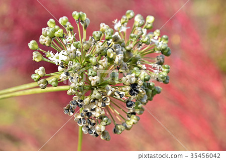 Nila seeds Nila seeds 35456042