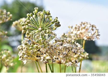 Nila seeds Nila seeds 35456043