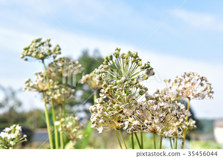 Nila seeds Nila seeds 35456044