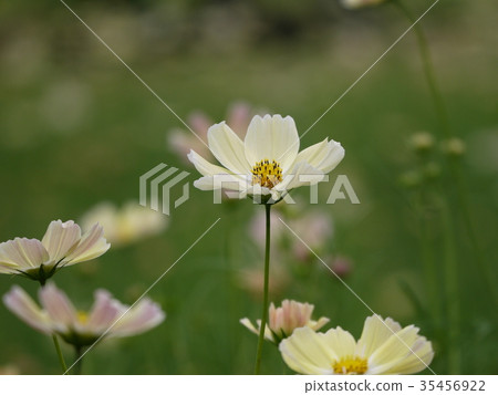 Cosmos 24 yellow Cosmos 24 yellow 35456922