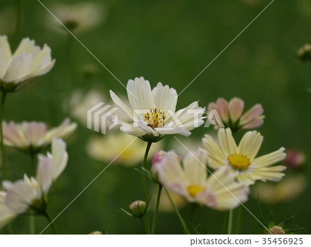 Cosmos 27 yellow Cosmos 27 yellow 35456925