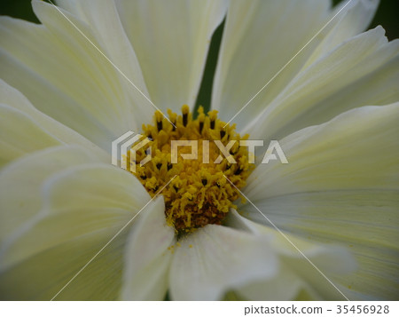 Cosmos 30 yellow up Cosmos 30 yellow up 35456928