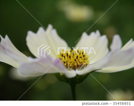 Cosmos 33 yellow Cosmos 33 yellow 35456931