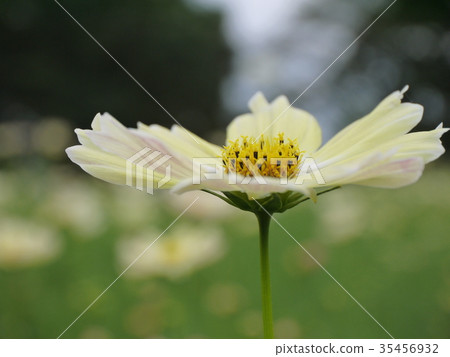 Cosmos 34 yellow Cosmos 34 yellow 35456932