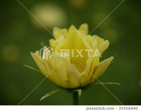 Cosmos 42 yellow bud Cosmos 42 yellow bud 35456940