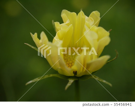 波斯菊43黃芽 35456941