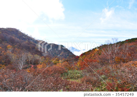 色的葉子阿爾卑斯平的自然痕跡 色的葉子阿爾卑斯平的自然痕跡 35457249