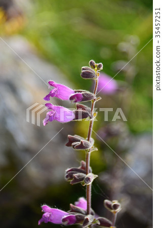 Salvia Sav Palmernelevis Salvia Sav Palmernelevis 35457251