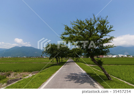 Ikegami rice field Ikegami rice field 35457254