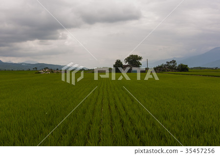 Ikegami rice field Ikegami rice field 35457256