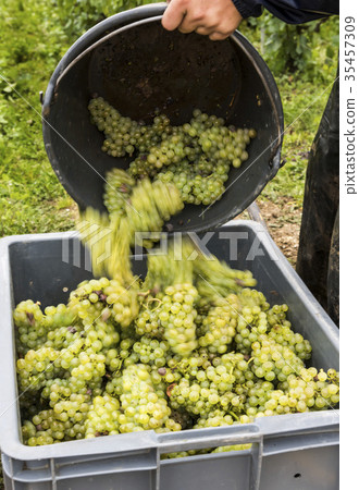 Bucket with Chardonnay Grapes Campagne France 35457309