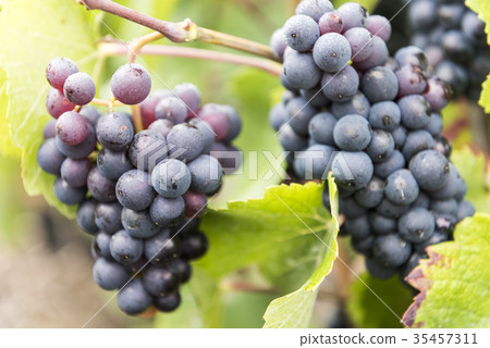 Champagne Pinot Noir Grapes France 35457311