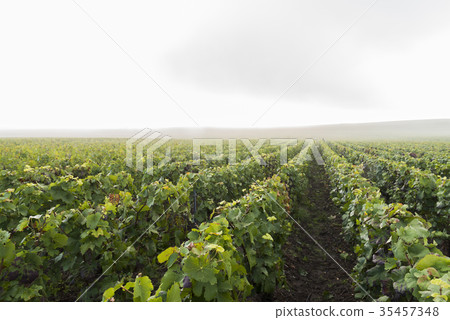 Misty Morning Campagne Vineyard Verzernay 35457348