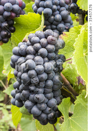 Pinot Noir Grapes Champagne France 35457376