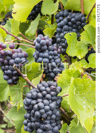 Pinot Noir Grapes Champagne 35457378