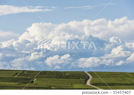 Vineyards Champagne Verzy 35457407