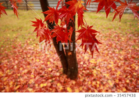 Autumn leaves Autumn leaves 35457438