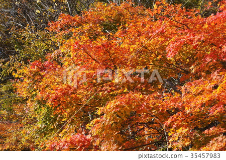 Autumn leaves Autumn leaves 35457983