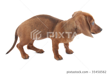 Dachshund puppy, 3 months old Dachshund puppy, 3 months old 35458562