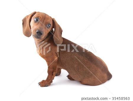 3 months old dachshund eating dog food 3 months old dachshund eating dog food 35458563