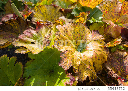 Leaves of the Rheum rhabarbarum. Leaves of the Rheum rhabarbarum. 35458732