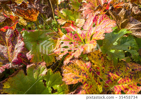 Leaves of the Rheum rhabarbarum. Leaves of the Rheum rhabarbarum. 35458734