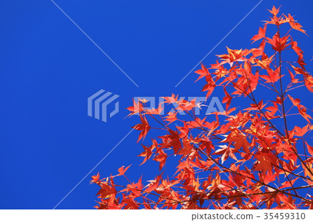 Autumn leaves in blue sky Autumn leaves in blue sky 35459310