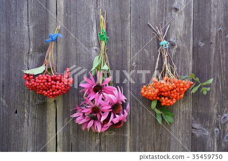 Coneflower Echinacea, viburnum and rowan berries Coneflower Echinacea, viburnum and rowan berries 35459750