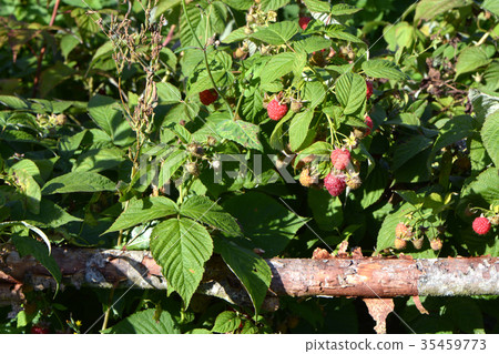 Raspberry in garden near old wooden fence 35459773