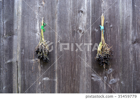 Two bunch black ripe elder  berry on barn wall 35459779